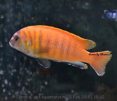 Фото Псевдотрофеус трофеопс Ред Фин Pseudotropheus tropheops Red Fin  (photo#65678)