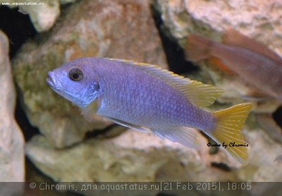 Фото Псевдотрофеус ацей Итунги Pseudotropheus spec. acei Itungi  (photo#65679)