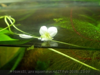 Фото Мой первый аквариум-травник 140 литров Nemo 31  (photo#66096)