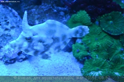 Единорог-акреихт щетинохвостый (Acreichthys tomentosus)