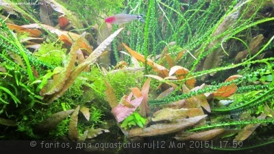 Опознание аквариумных растений - IMG_0371.jpg