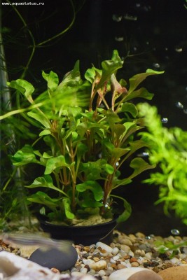 Опознание аквариумных растений - wyisYXuyvFs.jpg