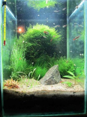Мини аквариум 30 литров greblin  - IMG_0180.jpg
