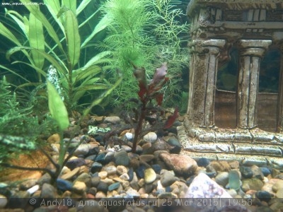 Фото Светодиодное освещение аквариума (photo#67035)