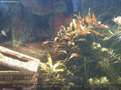 Фото Светодиодное освещение аквариума (photo#67036)
