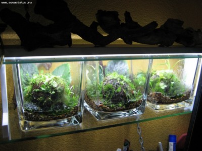 Мини тепличка для аквариумных растений Дожить до Весны - IMG_2186.JPG