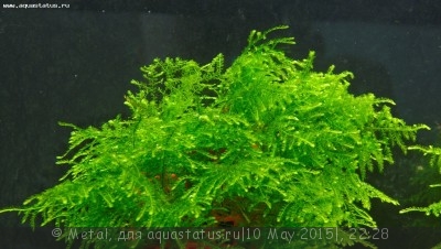 Фото Мох Випинг Vesicularia ferriei - Weeping Moss  (photo#68482)