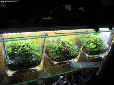 Мини тепличка для аквариумных растений Дожить до Весны - IMG_2285.JPG