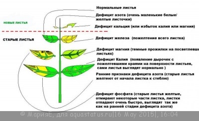 Фото Чего не хватает растениям (photo#68559)