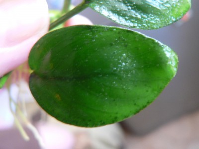 Маленькие черные пятнышки по краям листьев анубиаса - P1080022.JPG