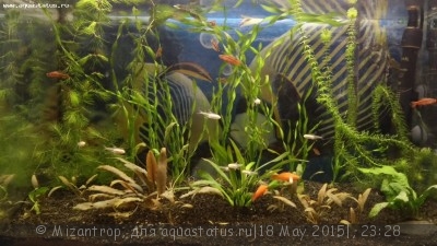Мой аквариум 50 литров Mizantrop  - 20150519_230156[1].jpg