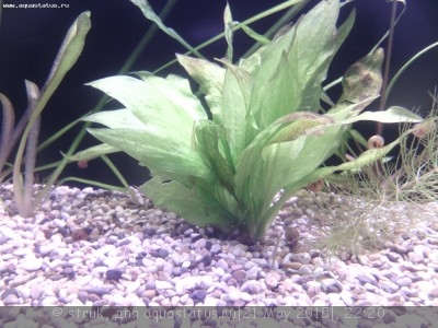 Опознание аквариумных растений - IMG_20150521_213201.jpg