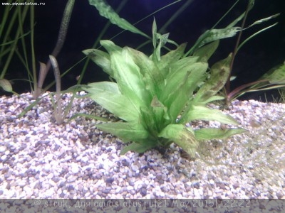 Опознание аквариумных растений - IMG_20150521_213142.jpg