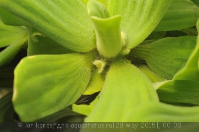 Фото Пистия Pistia stratiotes  (photo#68792)