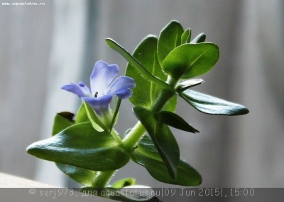 Фото Бакопа каролинская Bacopa caroliniana  (photo#69051)