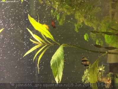 Опознание аквариумных растений - image.jpg
