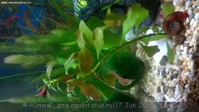 Фото Опознание аквариумных растений (photo#69267)