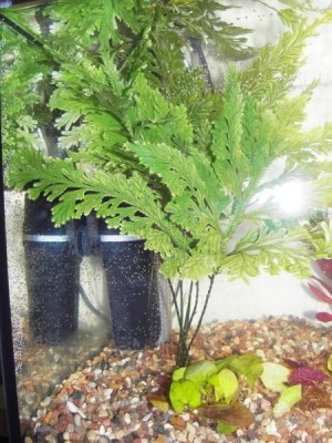 Опознание аквариумных растений - фото.jpg