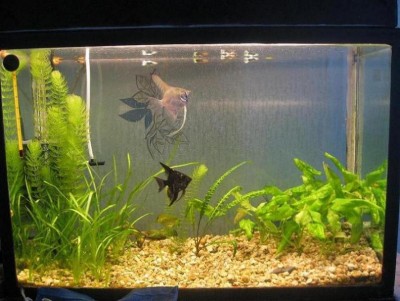 Мой аквариум 50 литров Никита  - IMG_1428.jpg