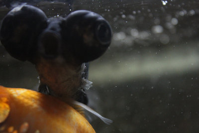 Фото Золотая рыбка лежит на дне (photo#71007)