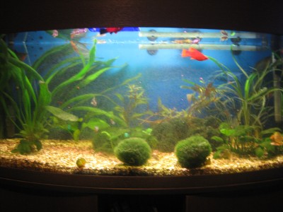 Мой аквариум 170 литров Доктор  - IMG_1340.JPG