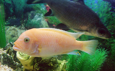 Фото Помогите опознать рыбку опознание рыб  (photo#71535)