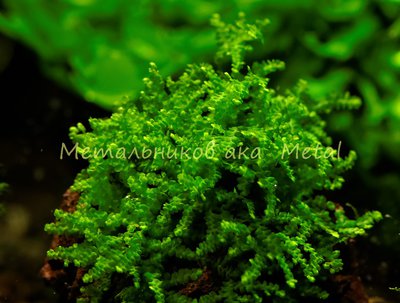 Фото Мох Буцефаландра moss sp. Bucephalandra  (photo#71769)