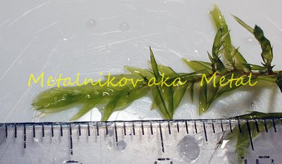 Мох Виллов (Willow Moss-Fontinalis antipyretica)