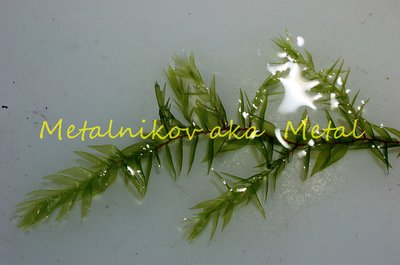 Фото Мох Виллов Willow Moss-Fontinalis antipyretica  (photo#71777)