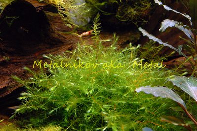 Мох Виллов Willow Moss-Fontinalis antipyretica - Willow Moss.JPG