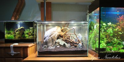 Мой небольшой аквариум акваскейп "Мечта стремиться в жизнь" 45 литров (KiraL)