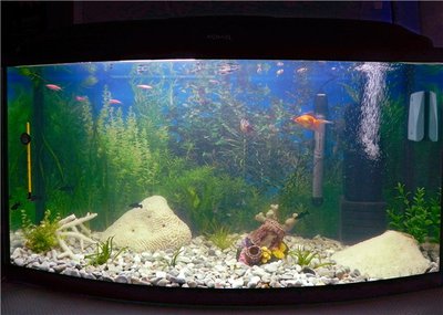 Мои аквариум aquael 110 литров astarot  - c6be3c9fa810.jpg
