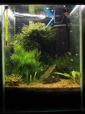 Мини аквариум 30 литров greblin  - IMG_0341.jpg