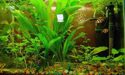 Мой аквариум 50 литров (Dragon)