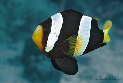 Фото Клоун Кларка шоколадный Amphiprion clarkii  (photo#73113)