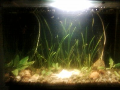 Мой аквариум 30 литров (MORRO)