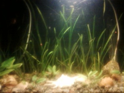 Мой аквариум 30 литров MORRO  - SP_A0118.jpg