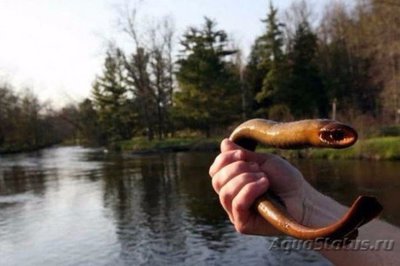 Фотографии необычных водных обитателей