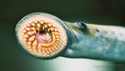 Фотографии необычных водных обитателей