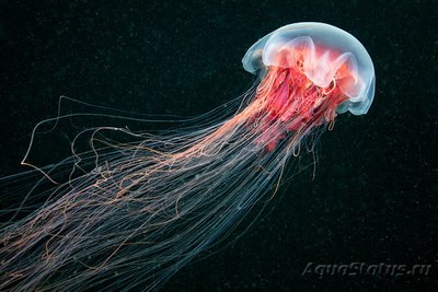 Фотографии необычных водных обитателей