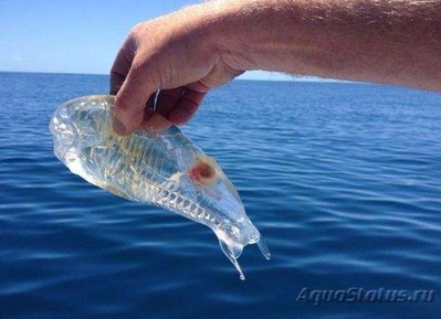 Фотографии необычных водных обитателей