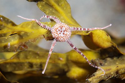 Фотографии необычных водных обитателей