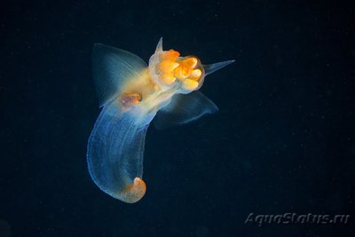 Фотографии необычных водных обитателей