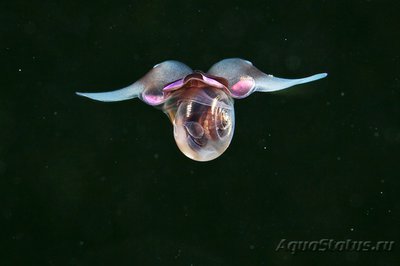 Фотографии необычных водных обитателей