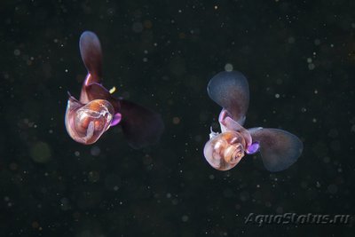 Фотографии необычных водных обитателей