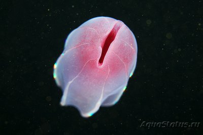 Фотографии необычных водных обитателей