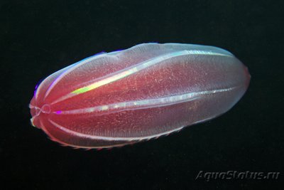 Фотографии необычных водных обитателей