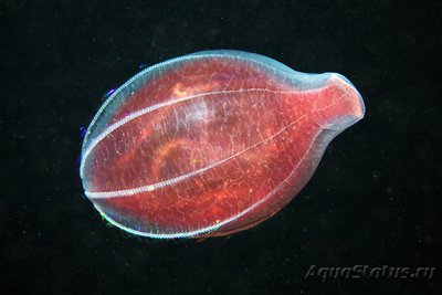 Фотографии необычных водных обитателей