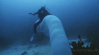 Фотографии необычных водных обитателей