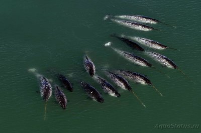 Фотографии необычных водных обитателей